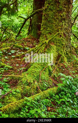 Tronco di alberi ricoperto di muschio e radici nella lussureggiante Forest Tilted Angle Foto Stock