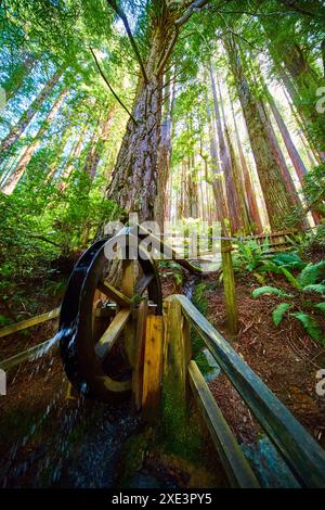 Foresta di sequoie con ruota ad acqua coperta da muschio e vista ad angolo basso Foto Stock