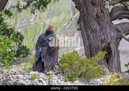 Un avvoltoio di tacchino seduto sulla cima di una scogliera. Il buzzard, fotografato da dietro, guarda sopra la collina decidendo se deve prendere il volo. Foto Stock