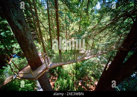 Vista aerea del ponte sospeso Forest Canopy in densa sequoie Foto Stock
