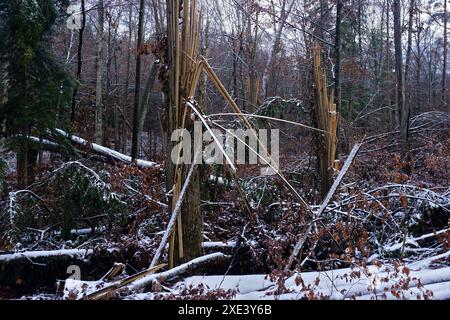 Danni causati dalle tempeste nel bosco Foto Stock