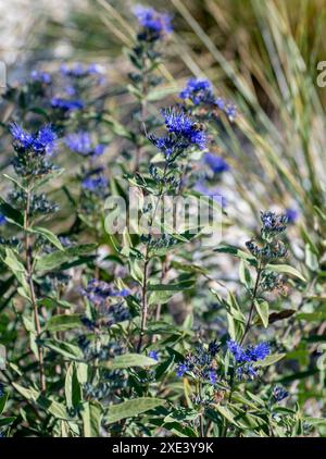 Caryopteris fiorito o Barbabietola nel giardino. Foto Stock