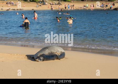Kauai, Hawaii, Stati Uniti d'America - 18 gennaio 2024: Una foca monaca hawaiana (nome scientifico: Monachus schauinslandi) che dorme sulla spiaggia di Poipu con molte persone Foto Stock