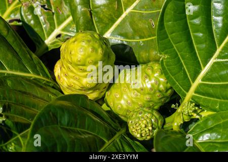 Primo piano di frutti Noni sull'albero. Foto Stock