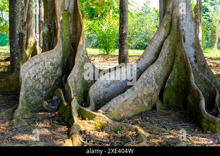 Le radici del contraccolpo e il fondo del tronco dell'albero di Moreton Bay Fig Tree. Kauai, Hawaii, Stati Uniti. Foto Stock