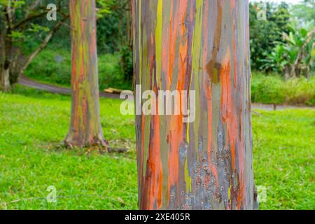 Arcobaleno eucalipto al Keahua Arboretum vicino a Kapa, Kauai, Hawaii. Foto Stock