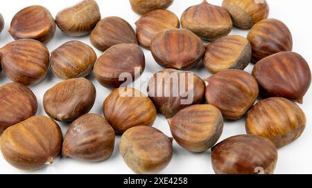 Castagne commestibili isolate su sfondo bianco. Castanea sativa, il dolce o la castagna spagnola da vicino. Foto Stock