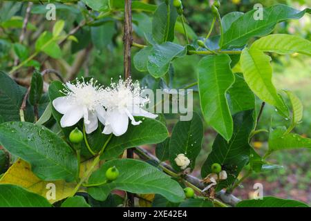 Primo piano di guava o Psidium guajava albero con fiori bianchi trovati a Batangas, Filippine. Foto Stock