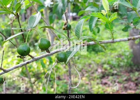 Primo piano di guava nativo o Psidium guajava albero con frutti giovani trovati a Batangas, Filippine. Foto Stock