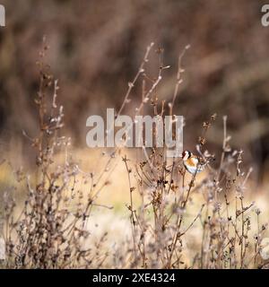 European Goldfinch, Carduelis carduelis, l'uccello ama sminuzzare e mangiare i semi delle teste di fiori esaurite Foto Stock