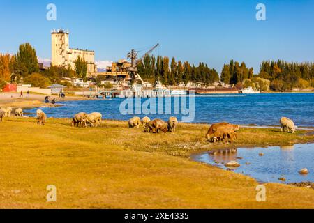 Stormo di pecore che pascolano sulla riva del lago di fronte al vecchio cantiere navale nel soleggiato pomeriggio autunnale, teleobiettivo con messa a fuoco selettiva Foto Stock