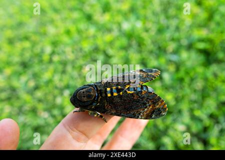 Falco della testa della morte (Acherontia atropos) Foto Stock