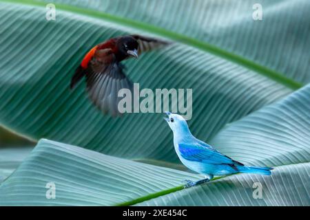 Tanager grigio-azzurro (Thraupis episcopus) e tanager a dorso di cremisi (Ramphocelus dimidiatus). Minca, Sierra Nevada. Colombia. Foto Stock