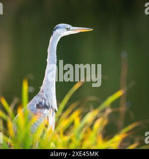 L'airone grigio (Ardea cinerea) è un uccello predatore a gambe lunghe della famiglia degli aironi Foto Stock