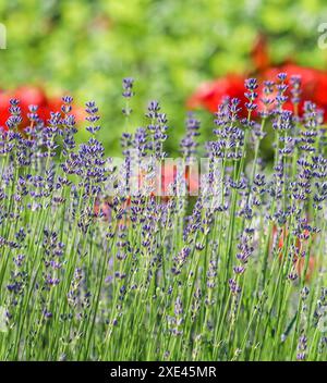 Fiori di lavanda che fioriscono nel giardino con sfondo sfocato. Foto Stock