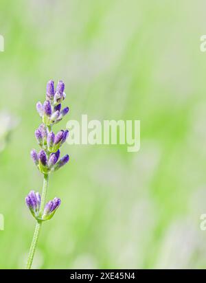 Sfondo di lavanda viola nel giardino Foto Stock