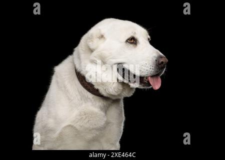 Primo piano Ritratto di Pastore Centrale Asiatico o Alabai, cane Bianco su Isolato sfondo Nero Foto Stock