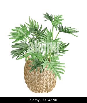 Illustrazione della pianta della casa in vaso filodendro ad acquerello. Philodendron Xanadu disegnato a mano Foto Stock