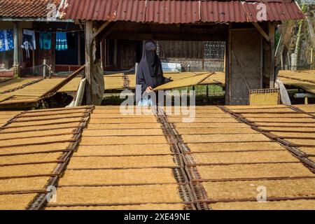 26 giugno 2024, Tanjungsari, Giava occidentale, Indonesia: Una donna contadina organizza vassoi di essiccazione del tabacco nel villaggio del tabacco, Sumedang. L'Indonesia è uno dei paesi con la più alta prevalenza di uso di tabacco nel mondo, con il 35,4% degli adulti in Indonesia che usano tabacco. Secondo l'indagine indonesiana sulla salute (SCI) del 2023 condotta dal Ministero della salute indonesiano, il fumo in Indonesia continua ad aumentare fino a raggiungere 70 milioni di fumatori attivi, in particolare tra gli adolescenti, poiché il 7,4% degli adolescenti di 10-18 anni sono fumatori. (Immagine di credito: © Algi February Sugita/ZUMA Press Wire) ed Foto Stock