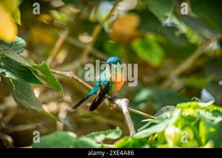 Silfa dalla coda lunga (Aglaiocercus kingii) femmina, colibrì specie nelle coquettes, tribù Lesbiini, sottofamiglia Lesbiinae. Valle del Cocora, Quindio D. Foto Stock