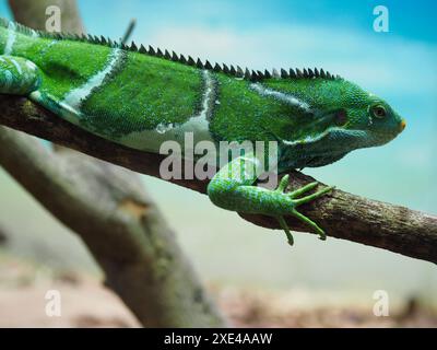 Straordinaria ed esotica iguana cremata delle Fiji in squisita bellezza. Foto Stock