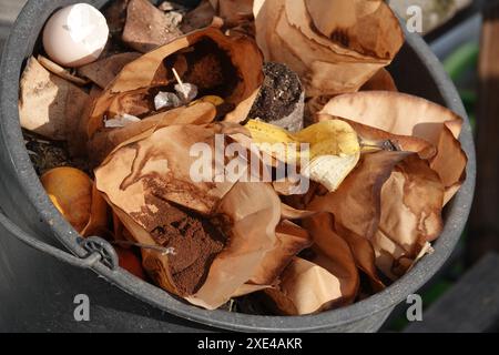 Caffè arabica, caffè, compost Foto Stock