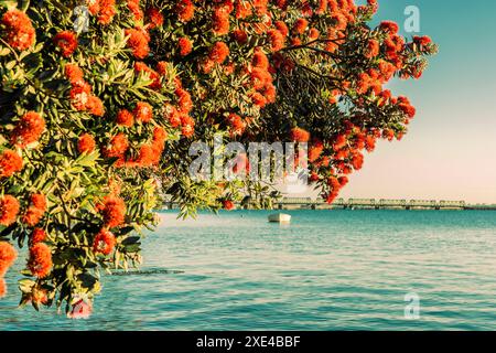 Pohutukawa rosso brillante neozelandese in fiore appeso sul bordo delle acque del porto di Tauranga. in colorazione retrò sbiadita Foto Stock