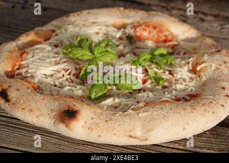 Basilico di Ocimum, basilico Foto Stock