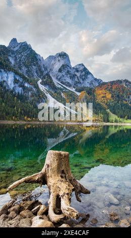 Ceppi di alberi dopo la deforestazione nei pressi di Gosauseen o del lago Vorderer Gosausee, alta Austria. Cima del Dachstein e ghiacciaio in lontananza. Foto Stock