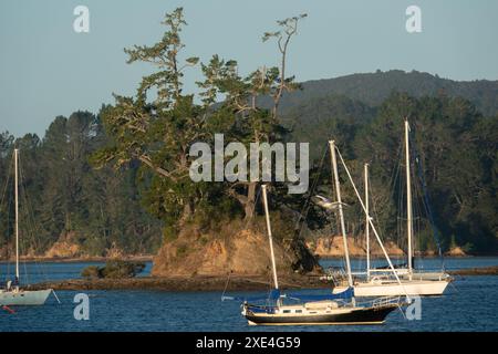 Yacht ancorati accanto all'isolotto coperto di alberi nella Baia delle Isole, nuova Zelanda Foto Stock