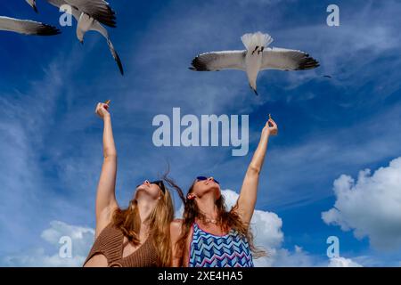 Seaside Serenity: Una splendida fuga con gabbiani e spuntini Foto Stock