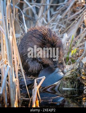 Primo piano Beaver Foto Stock