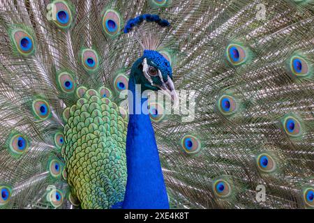 primo piano estremo della testa di un pavone maschio Foto Stock