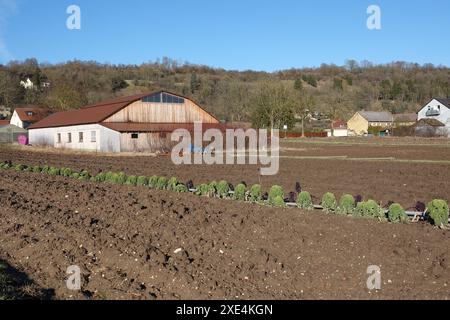 Brassica oleracea, Gruenkohl, cavolo Foto Stock