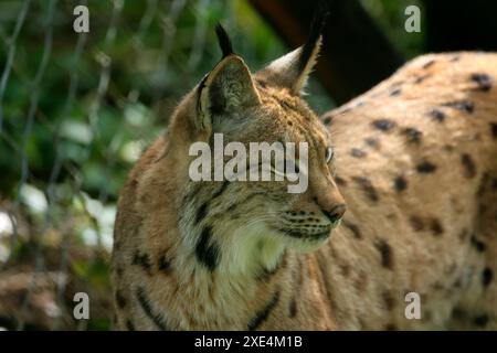 Lo zoo di Dartmoor si impegna per l'educazione, la conservazione e un programma per le specie in via di estinzione Foto Stock