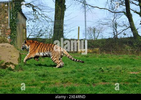 Lo zoo di Dartmoor si impegna per l'educazione, la conservazione e un programma per le specie in via di estinzione Foto Stock