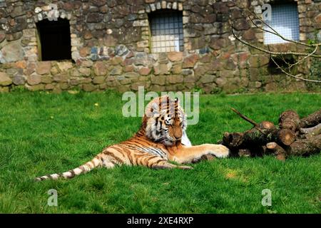 Lo zoo di Dartmoor si impegna per l'educazione, la conservazione e un programma per le specie in via di estinzione Foto Stock