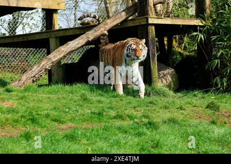 Lo zoo di Dartmoor si impegna per l'educazione, la conservazione e un programma per le specie in via di estinzione Foto Stock