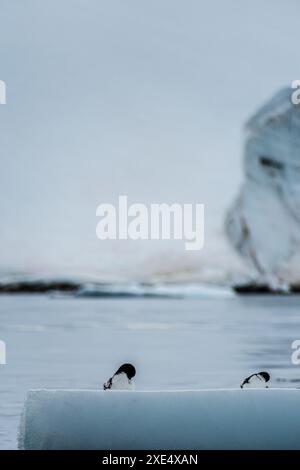 Panorama di quattro Cape Petrels - Daption Capense - che poggia su un iceberg vicino all'Isola di Danco, sulla Penisola Antartica Foto Stock