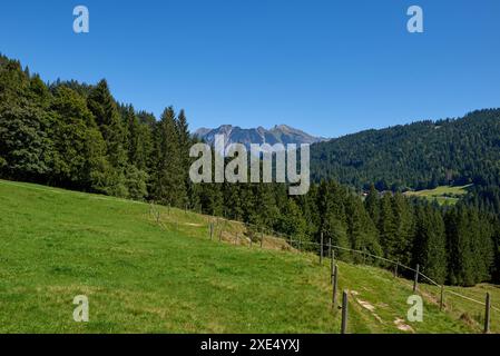 Prati alpini, foreste di pini e cielo azzurro. Prati estivi e foreste Evergreen sotto il cielo azzurro. Montagna: Pascolo passato Foto Stock