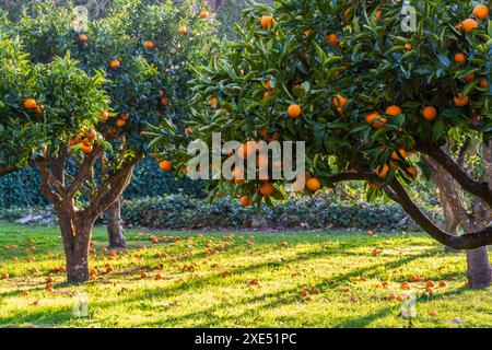 Aranceto Foto Stock