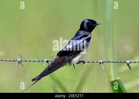 Il bellissimo piumaggio irridescente del Barn Swallow Foto Stock