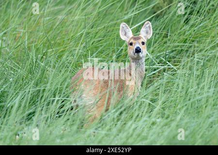 Un cervo d'acqua cinese (Hydropotes inermis) Foto Stock