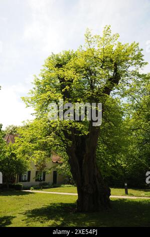 Tilia cordata, piccolo-lasciava in calce Foto Stock