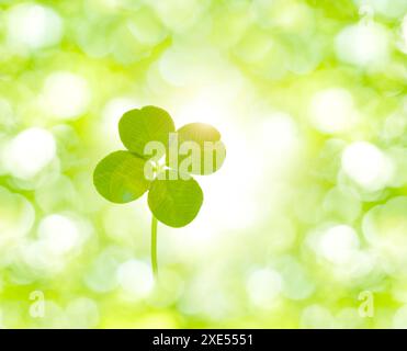 Quadrifoglio e vegetazione fresca Foto Stock