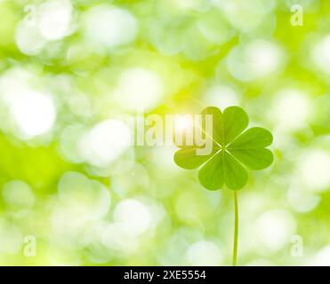 Quadrifoglio e vegetazione fresca Foto Stock