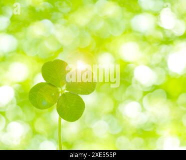 Quadrifoglio e vegetazione fresca Foto Stock