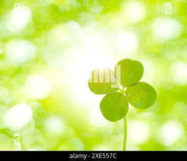 Quadrifoglio e vegetazione fresca Foto Stock