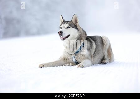 Cane Husky sdraiato nella neve da vicino Foto Stock