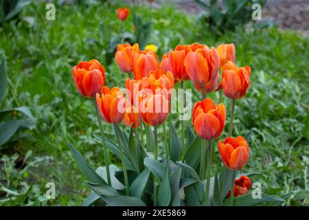 Tulipani rossi che fioriscono in primavera nell'aiuola. Stagione dei tulipani. Molte bellissime piante rosse in fiore nel giardino. Foto Stock